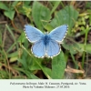 polyommatus bellargus pyatigorsk male 2